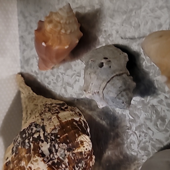 Shell Bundle Atlantic - Picture 4 of 9